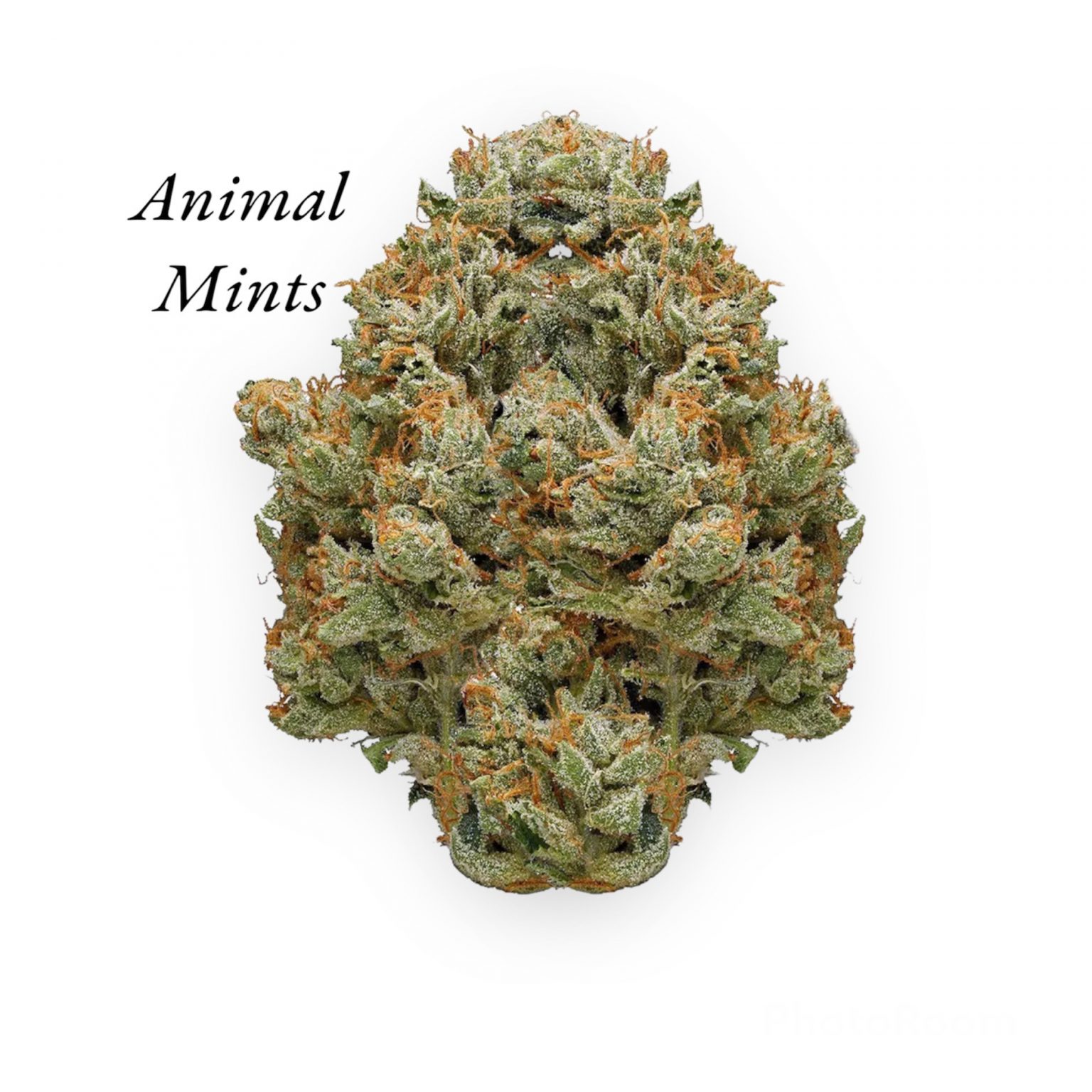 Animal Mints